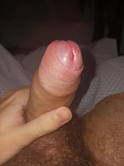 [20] Cuban cock standing at attention by GatorWriter02