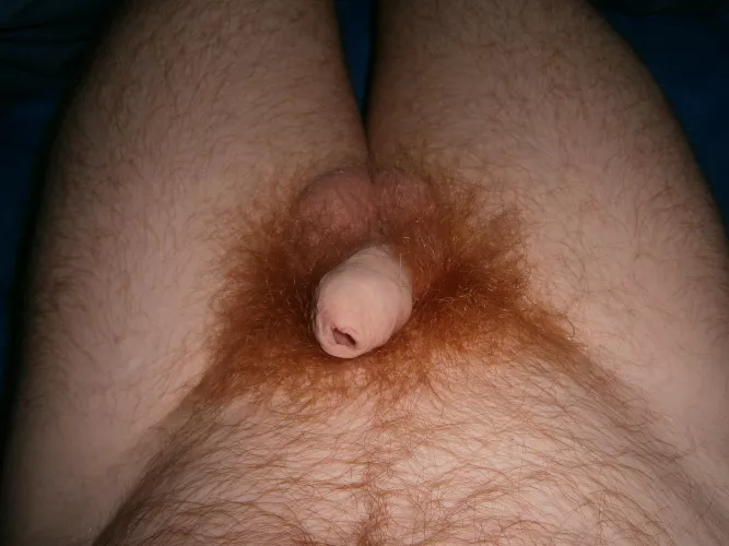 (29) It ain't much but I'm proud of my tiny dick 😄 by Gingerbreadman767