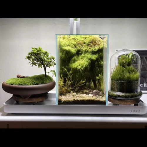 [3] a little terrarium action never hurt right? by mrbones247