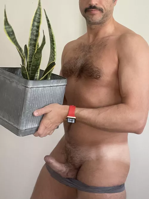 (42) apparently I now have two snake plants. by mardanco