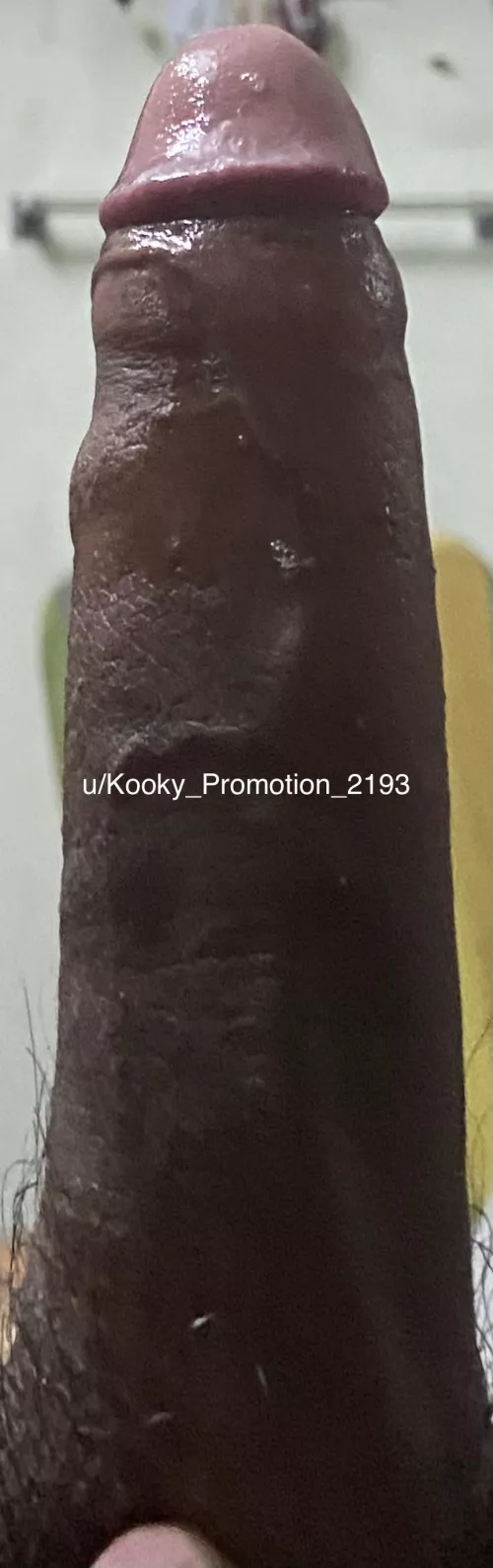 A big brown cock dripping precum is a different level of sexual by Kooky_Promotion_2193