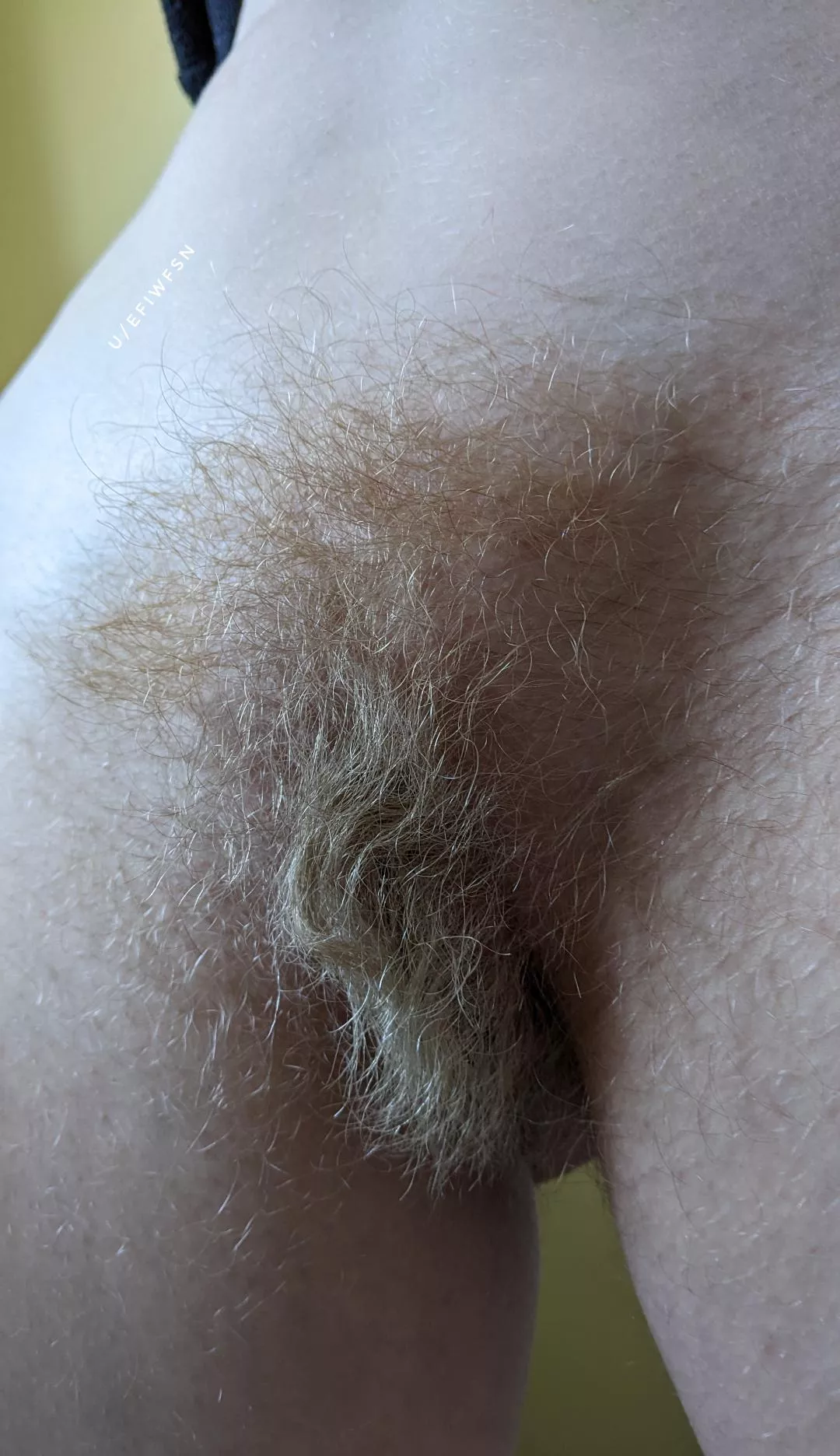 A detailed close-up of my blonde bush posted by efiwfsn