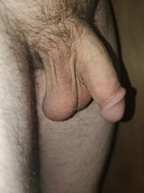 A Forest, A Tree, and its Nuts. by raisin471