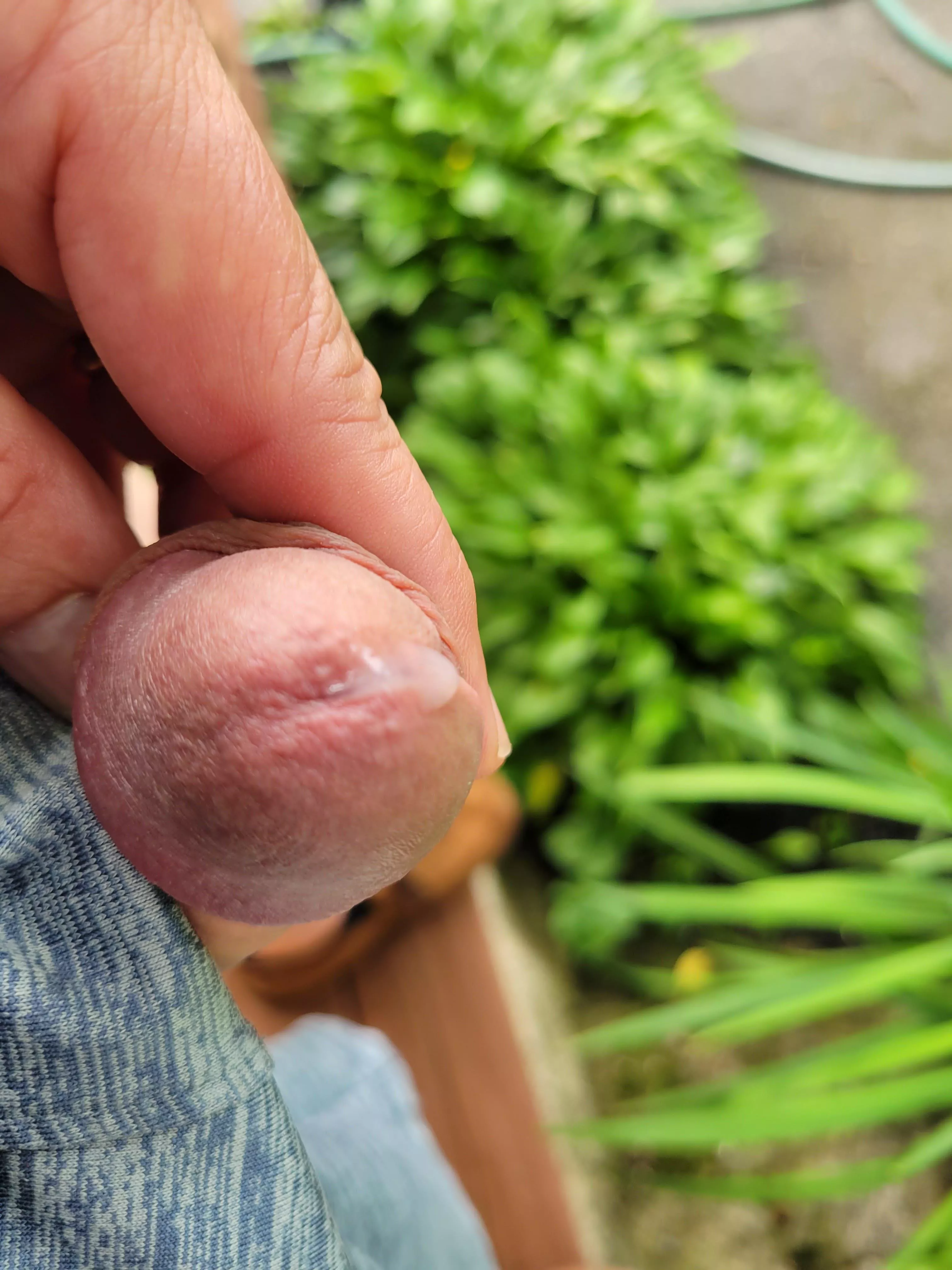 a little pre cum out in the sun posted by chevelle6769