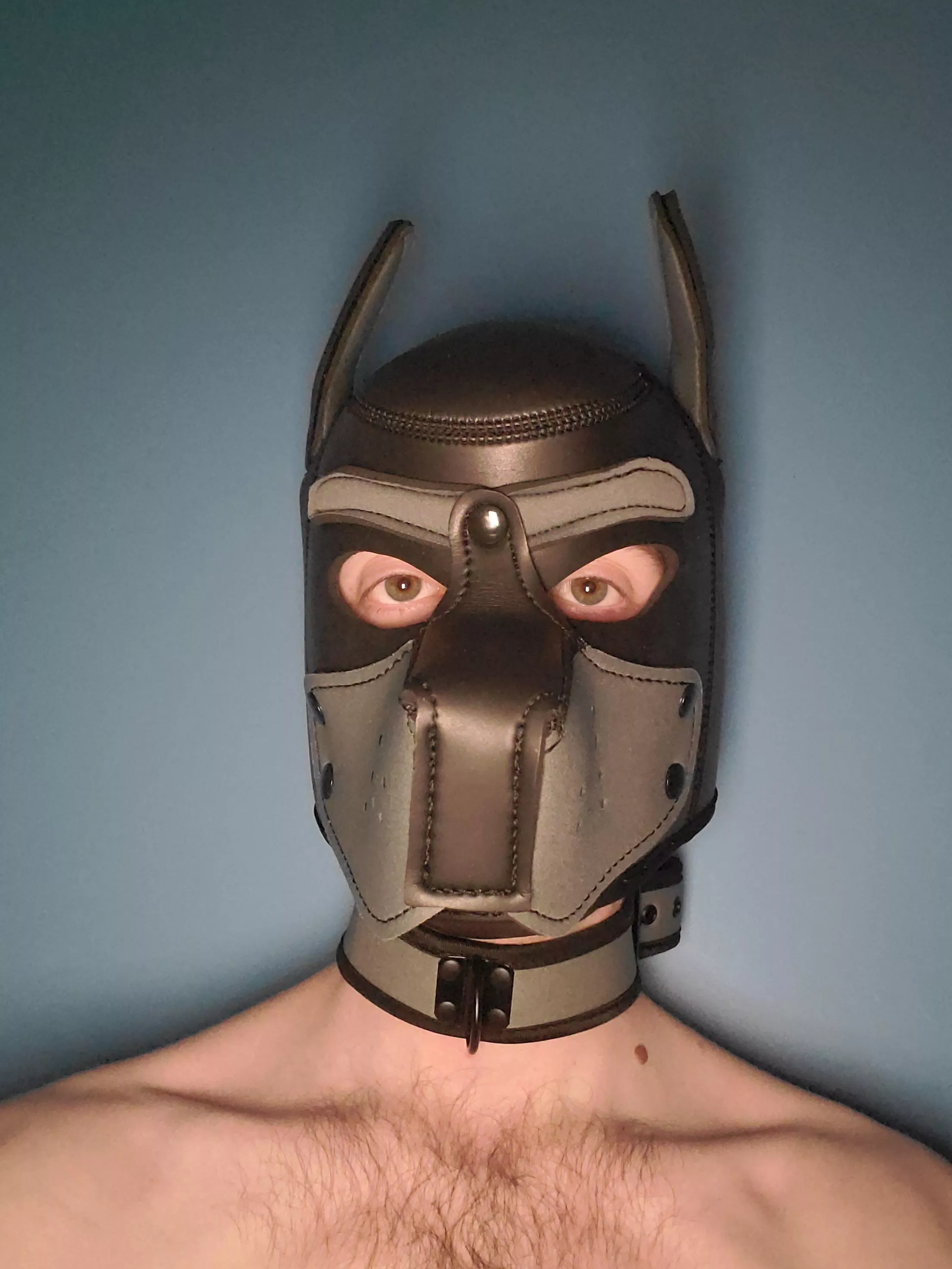 Am I a cute pup posted by Cadule