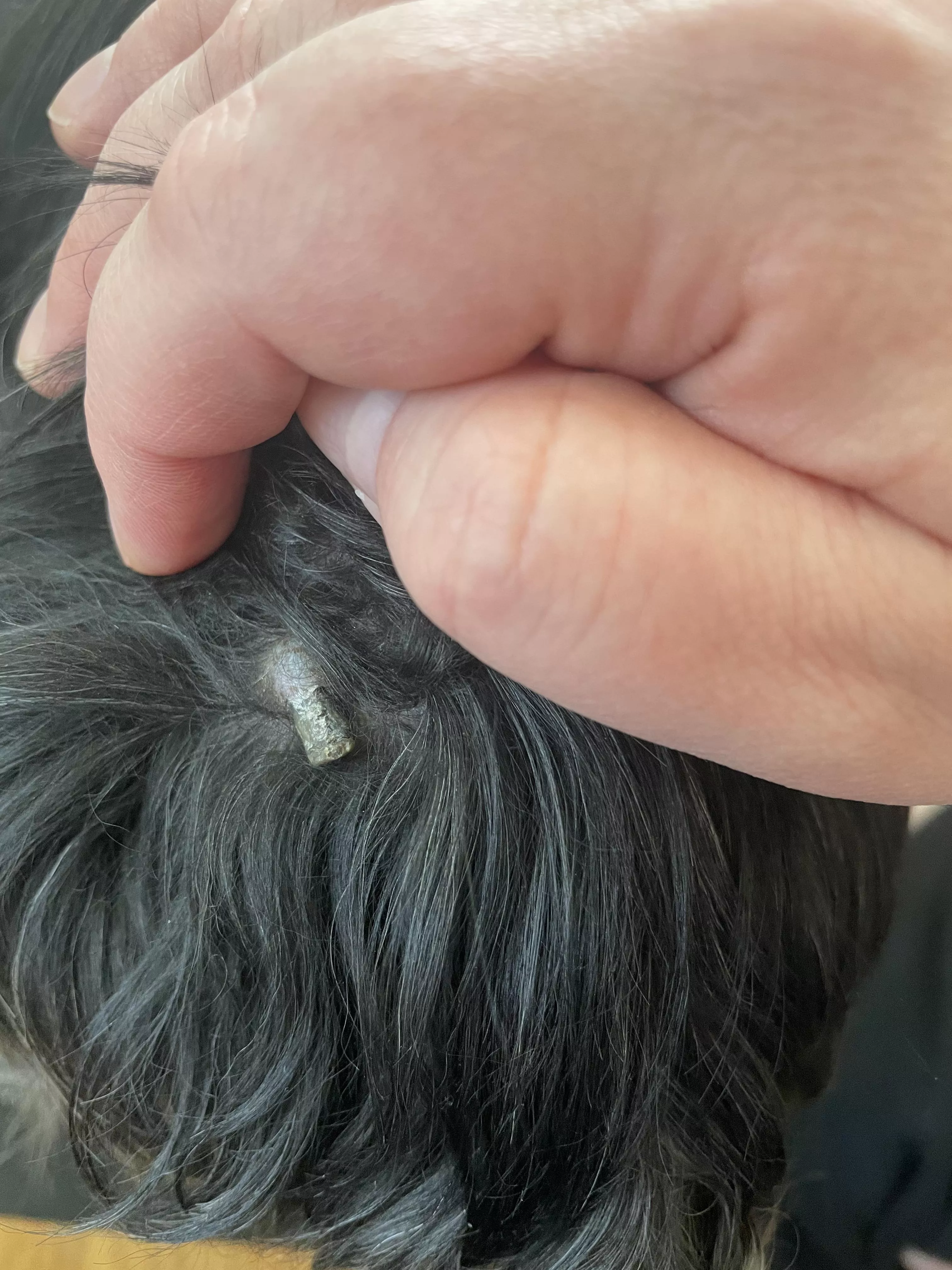 An old blackhead on old dog… popped it months ago and it must have popped out again. It’s too hard to remove on its own this time. posted by Secretpopsayshi