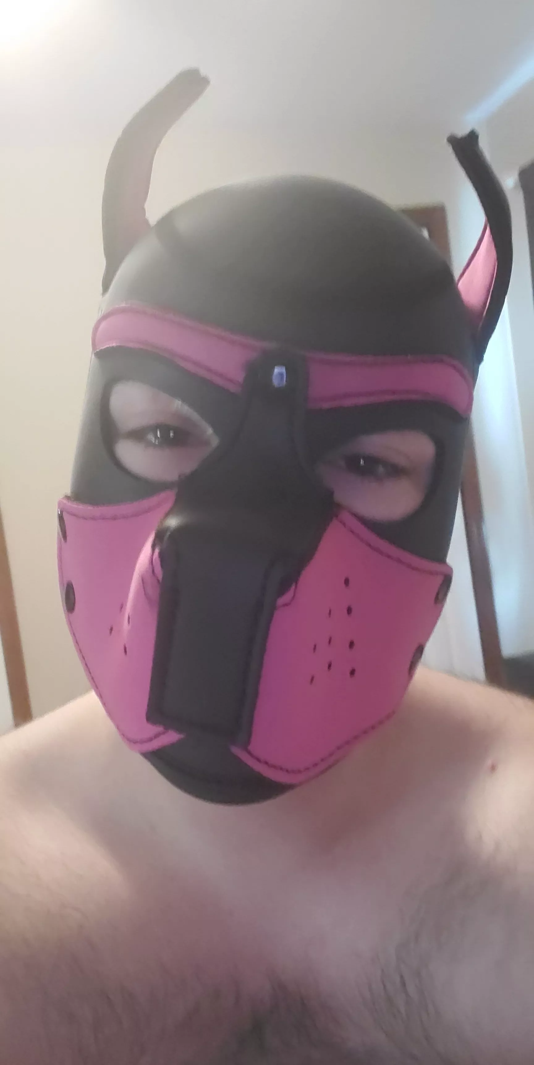 Any pups in or near Naperville Illinois? posted by reddiald