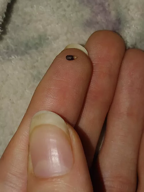 apparently cats get chin acne by miwaonthewall