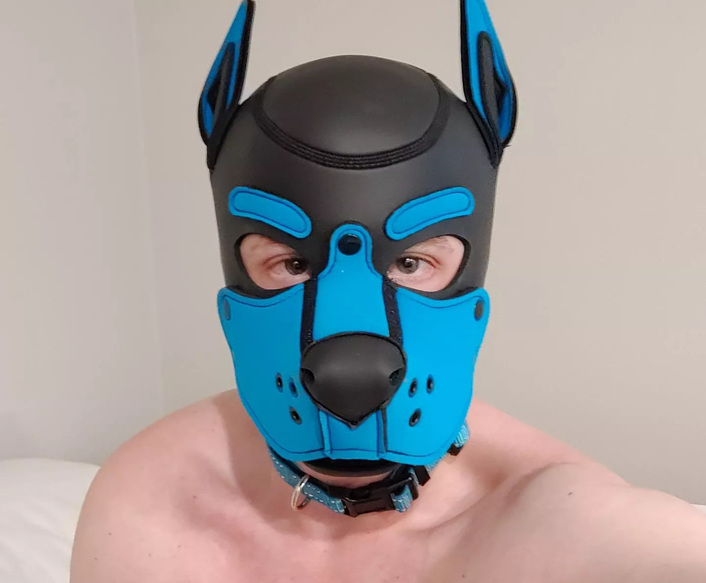 Arf 💙! New puppy! https://twitter.com/PoofyAD posted by oikonisus