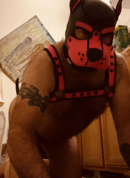 Arooooo by Sad_Parsnip_3842