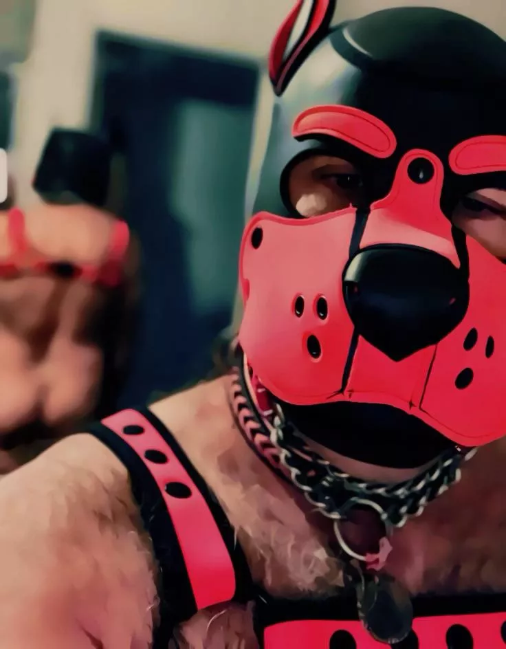 Awroooooooo! posted by Sad_Parsnip_3842