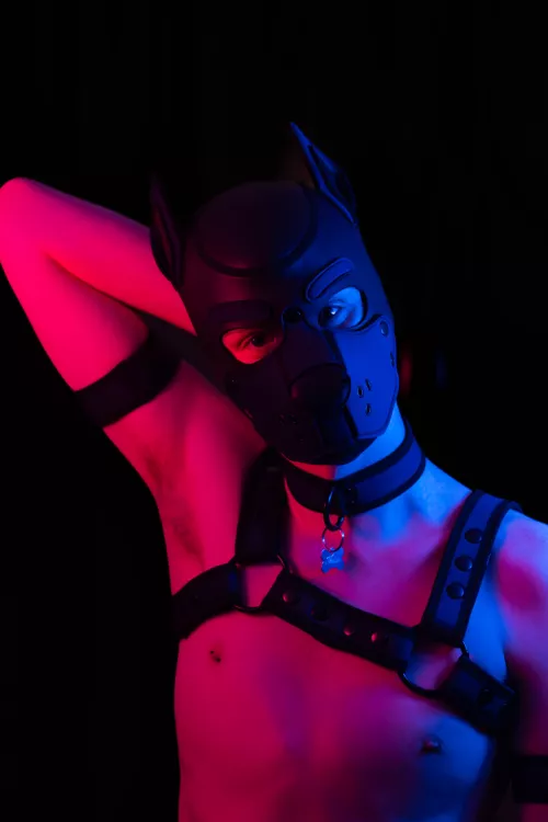 Awrufff I'm such a bored pup 🥺 by Harbingers19