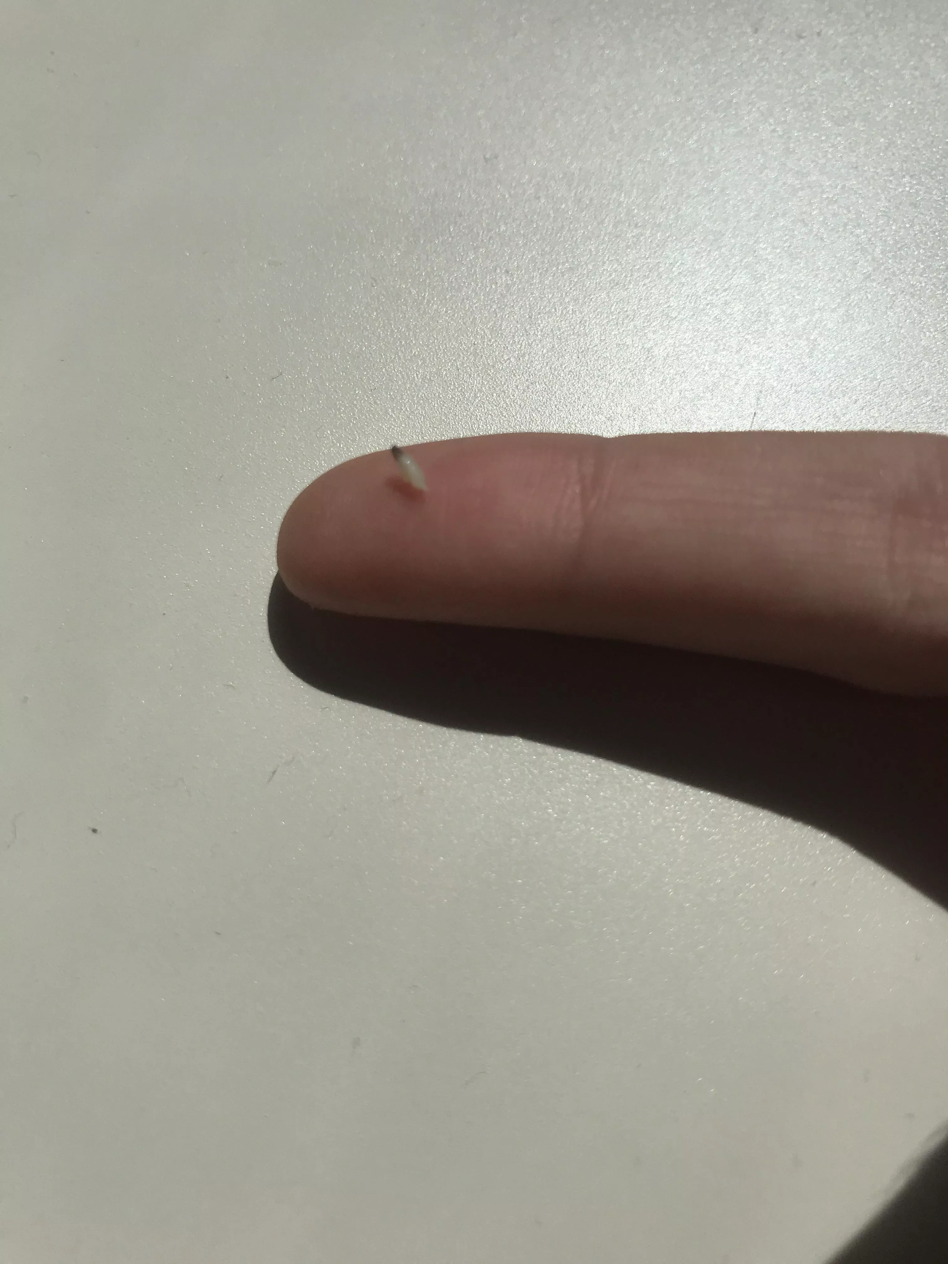 Blackhead in the groin. I thought it was a hair. posted by imamess-answerme