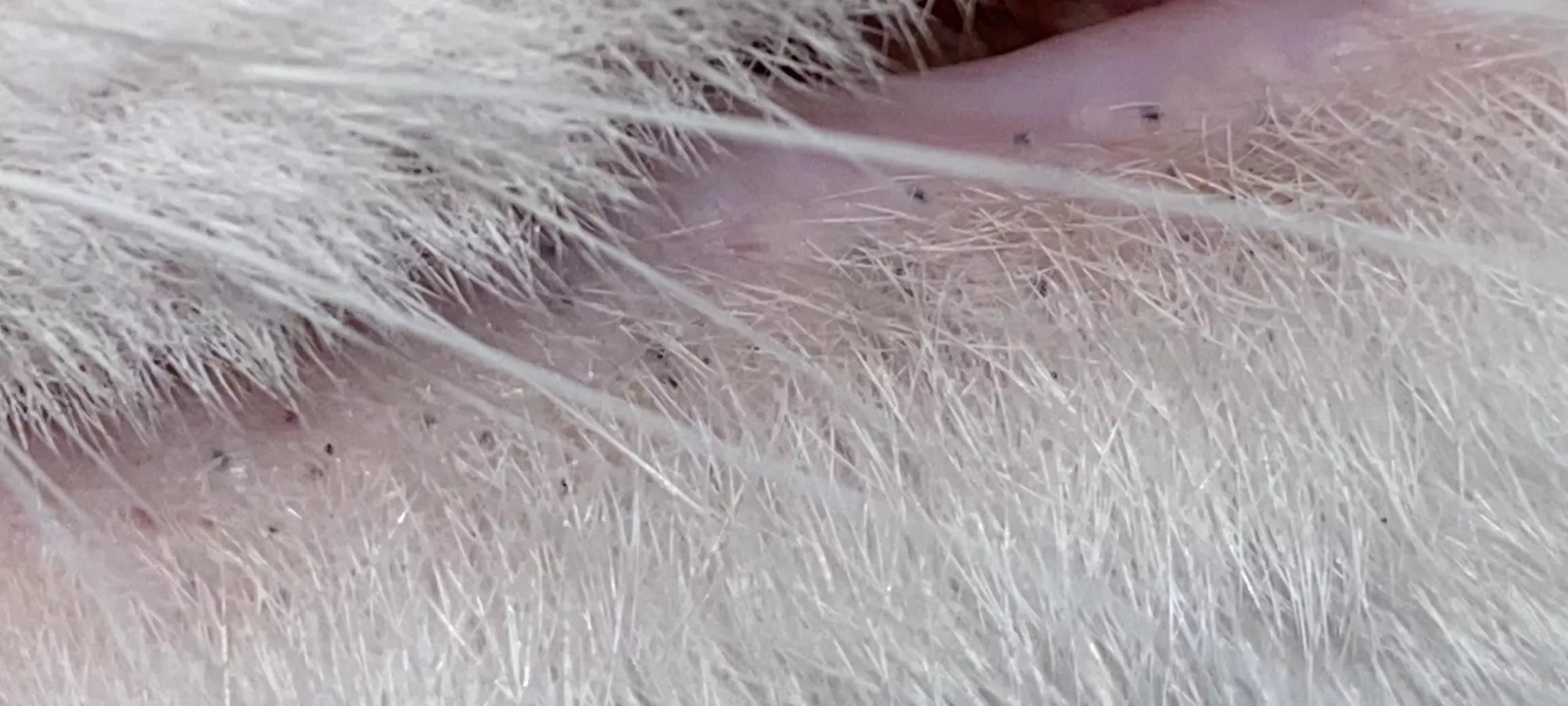 Blackheads on my cats bottom lip, that I am fighting every urge in my body not to pop posted by That-Squid-Kid