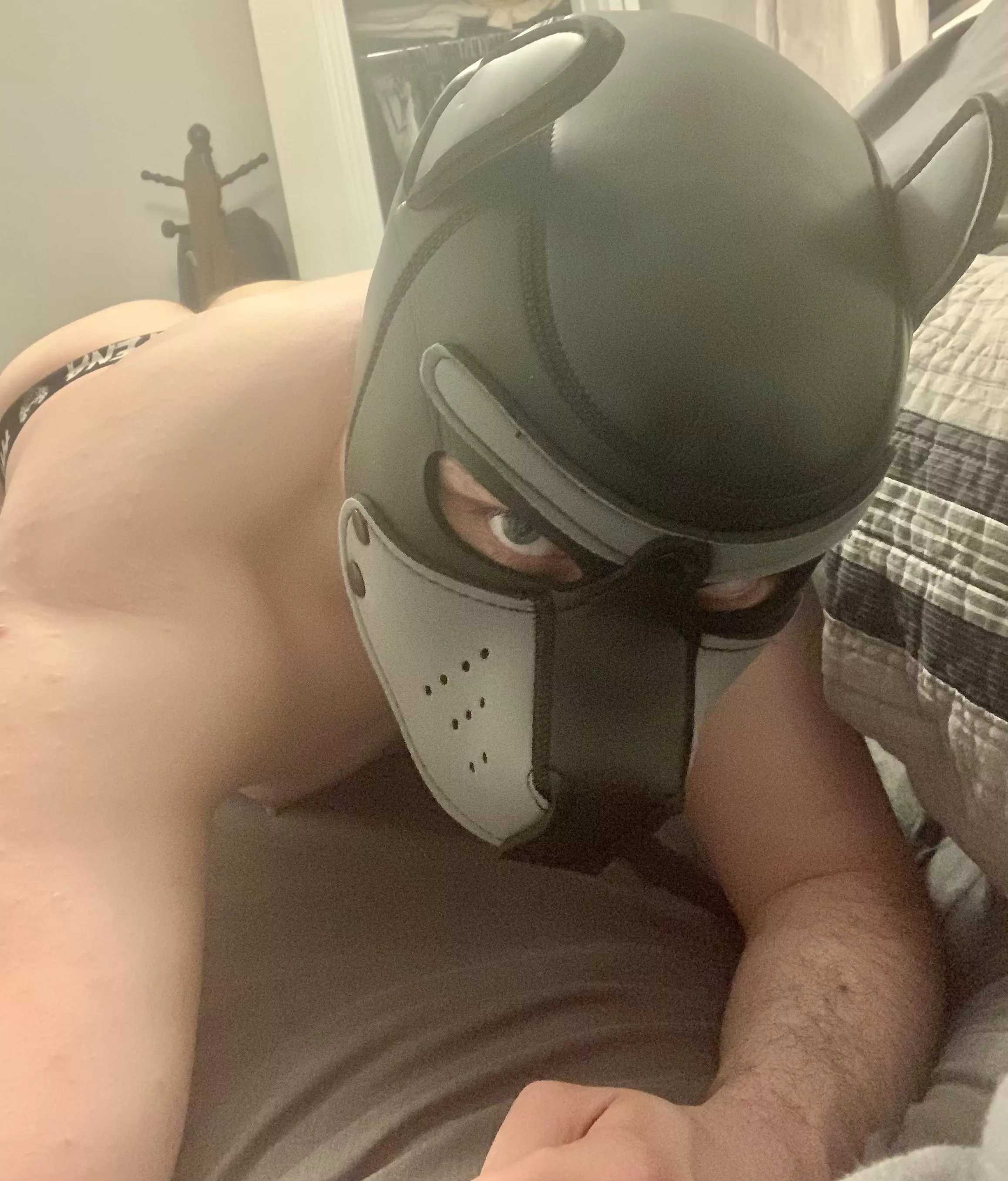 Can you see the tail? posted by Auulken