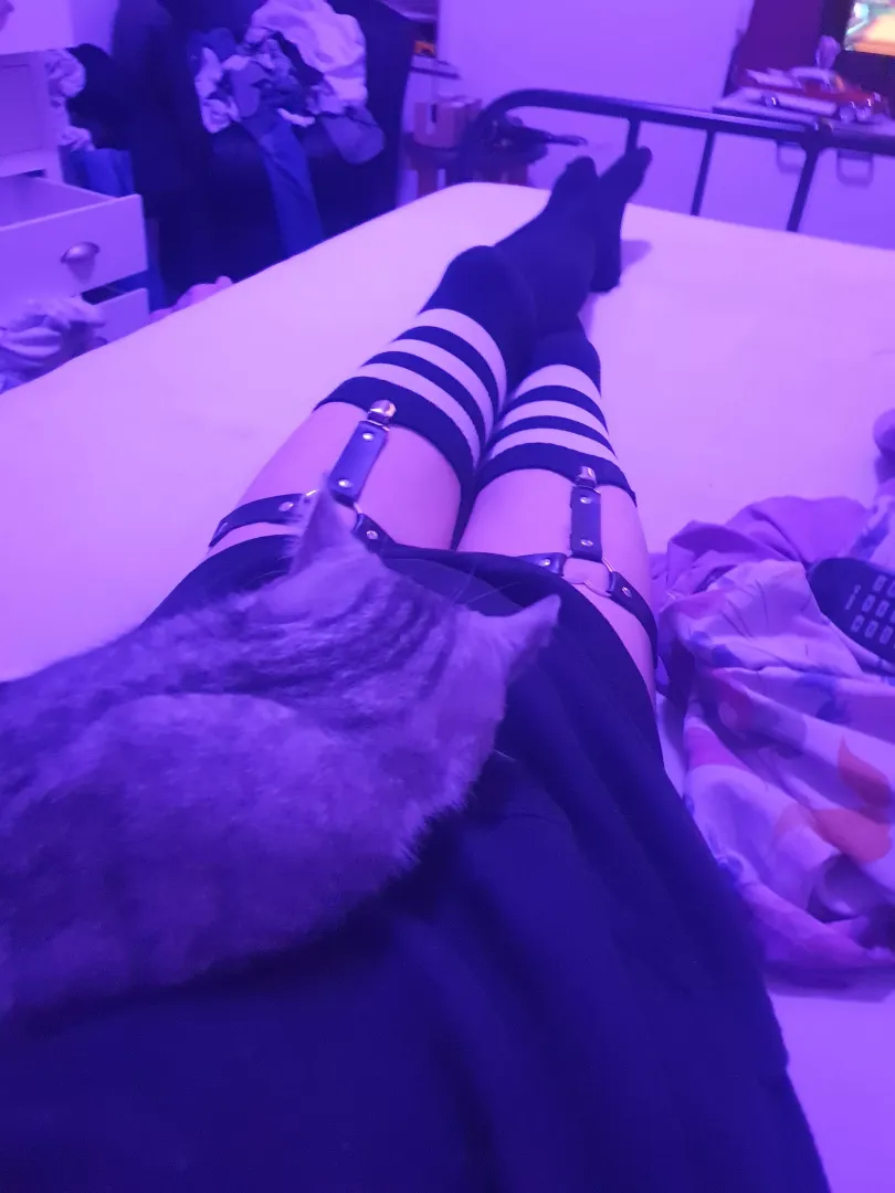 cat says hi :3 posted by kekethedumdum