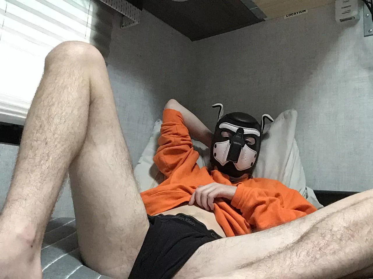 come cuddle with me? posted by palthepuppy