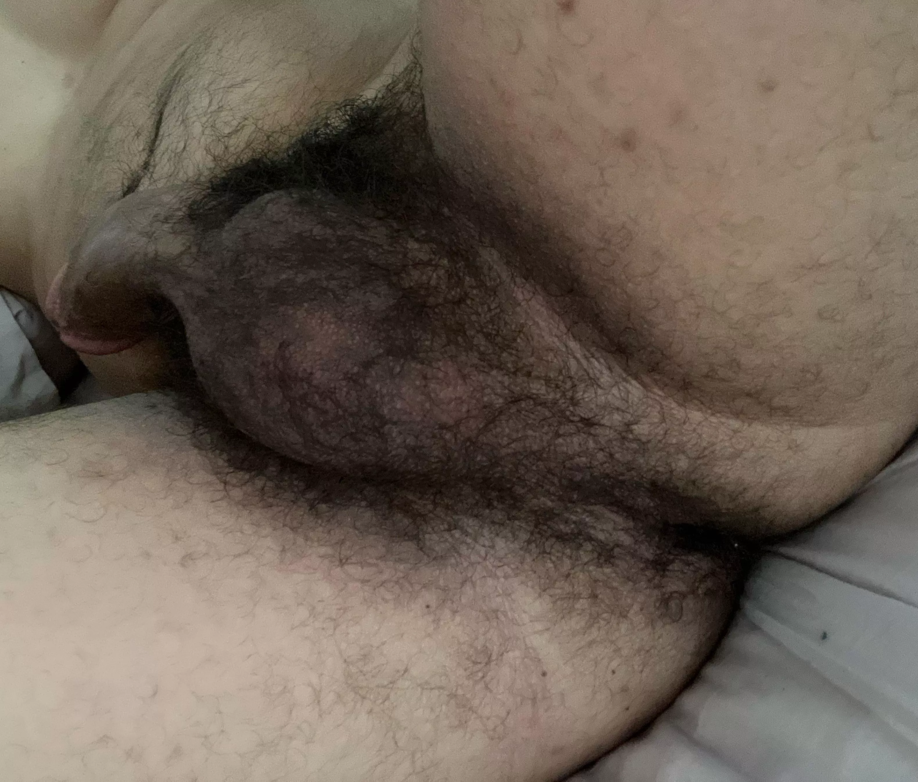 Do you like hairy balls 😛 posted by mrNiceGuyDali