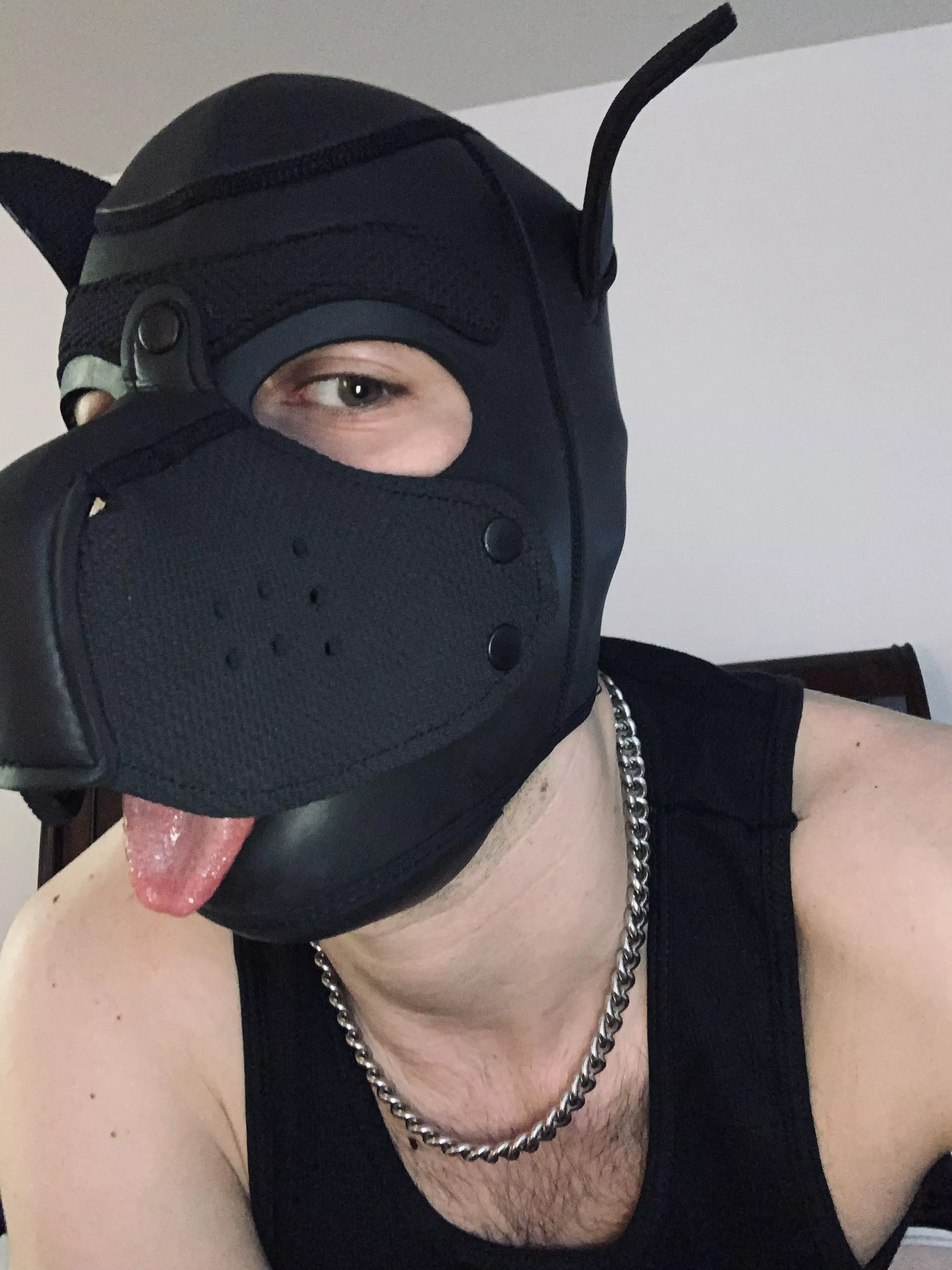 Does pup get a bone for being a good boy? posted by ChiThot