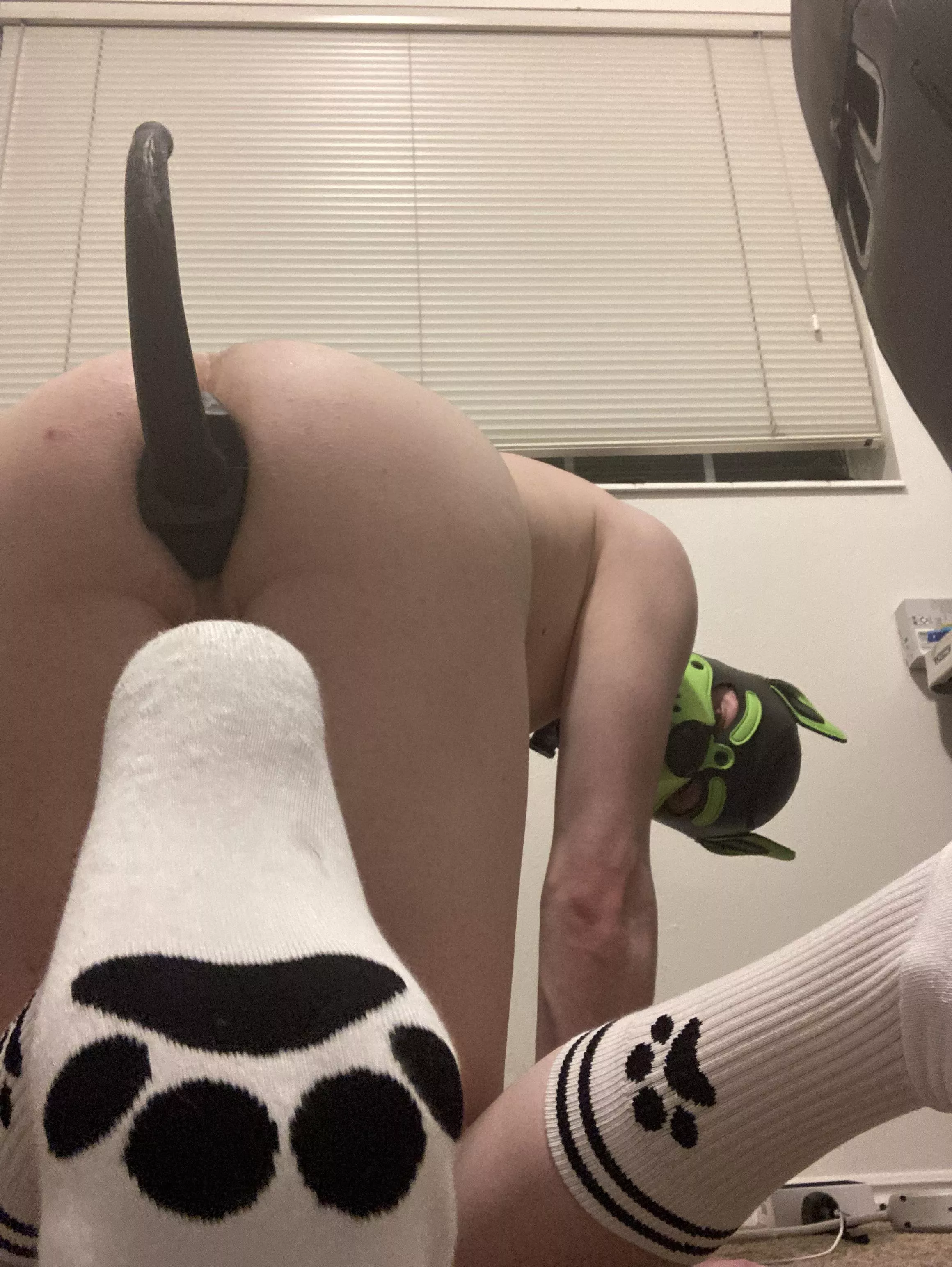 Doggo got a new tail (and paw socks)! posted by Disastrous-Echo-8049