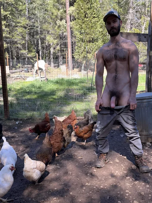 Feeding the chickens by livingrovedaloca