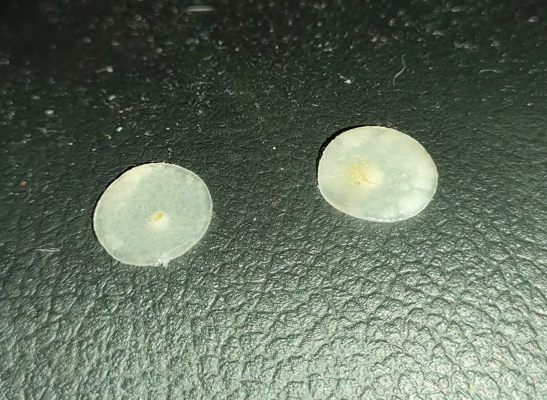 Forgot about my pimple patch for 8 hours, here's what it zapped up posted by Overduelibraryfees