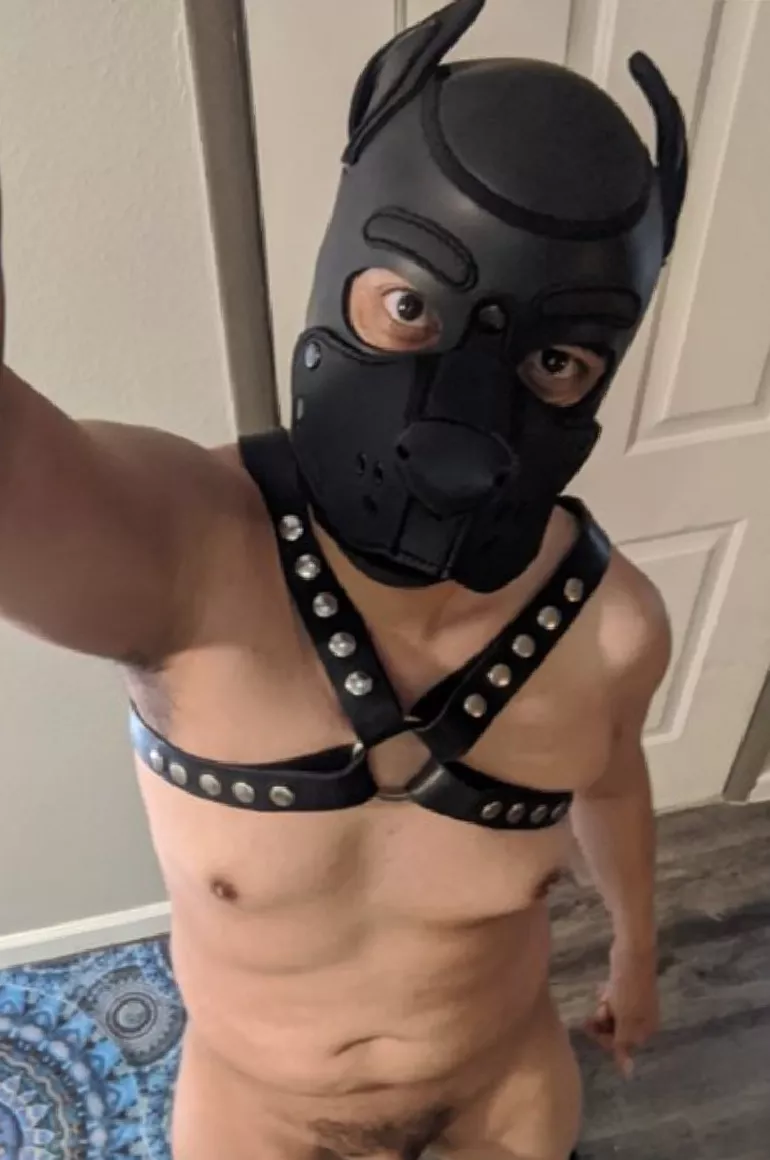 Friday 🐾 woof posted by Expensive_Donkey442