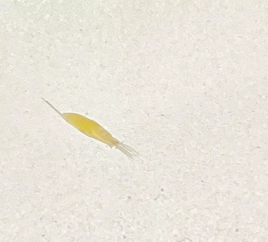From my hip to your screens. No idea what it is, but I’m currently referring to it as a micro shrimp 🦐 posted by MyFairEyre