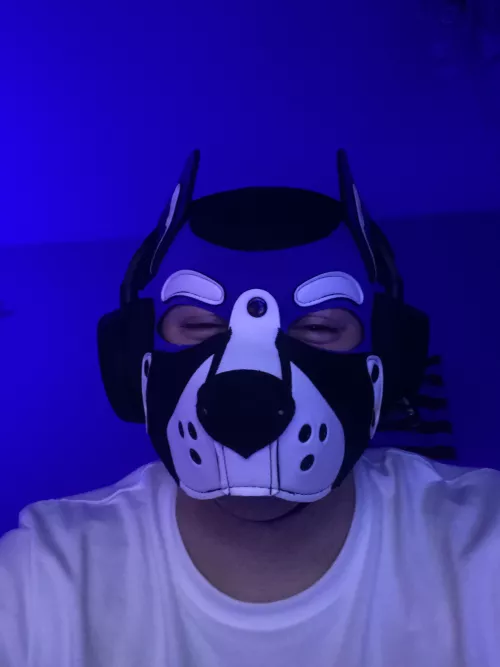 Gamer 🐶 🎮 by luca_saytr