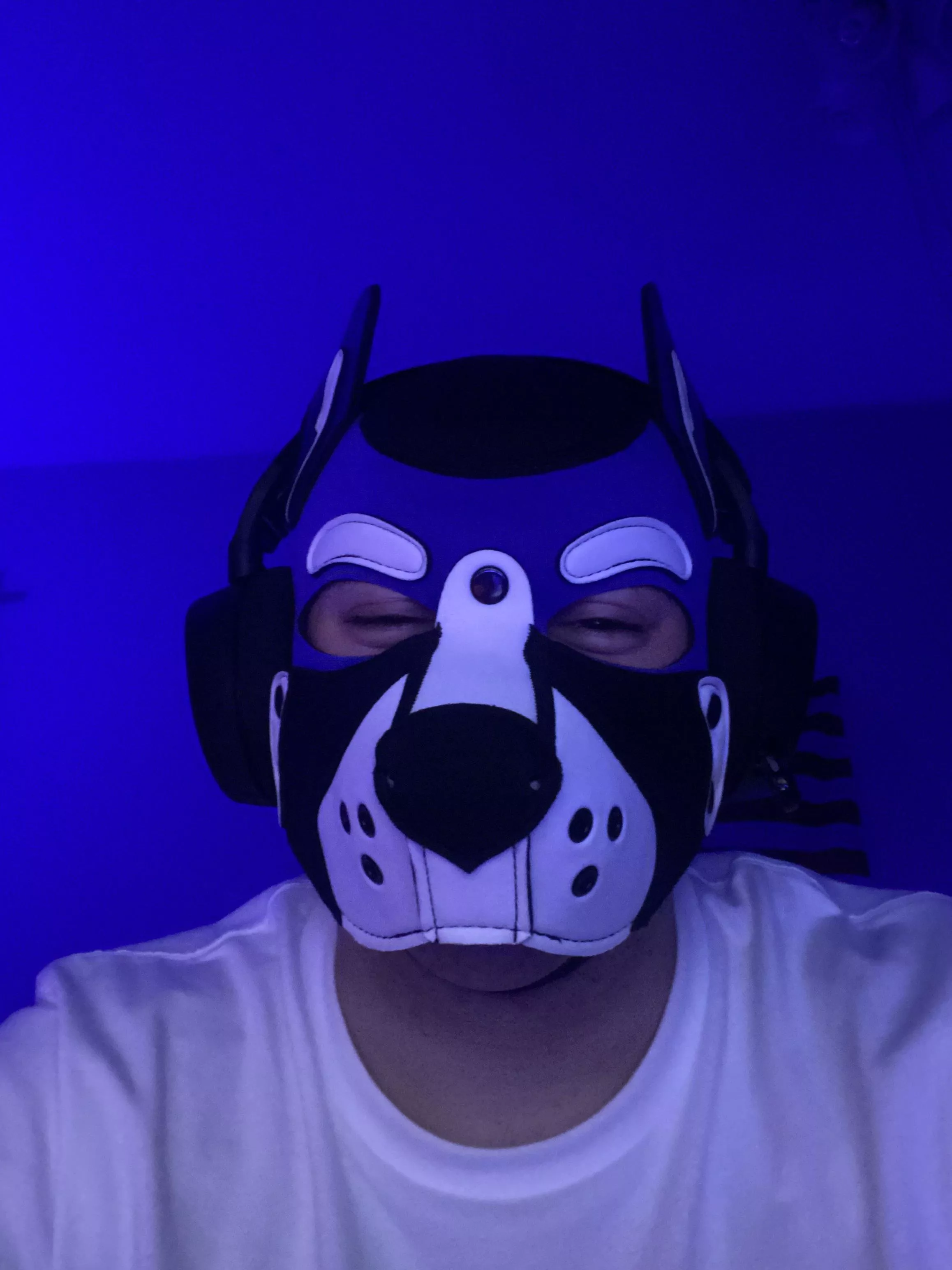 Gamer 🐶 🎮 posted by luca_saytr