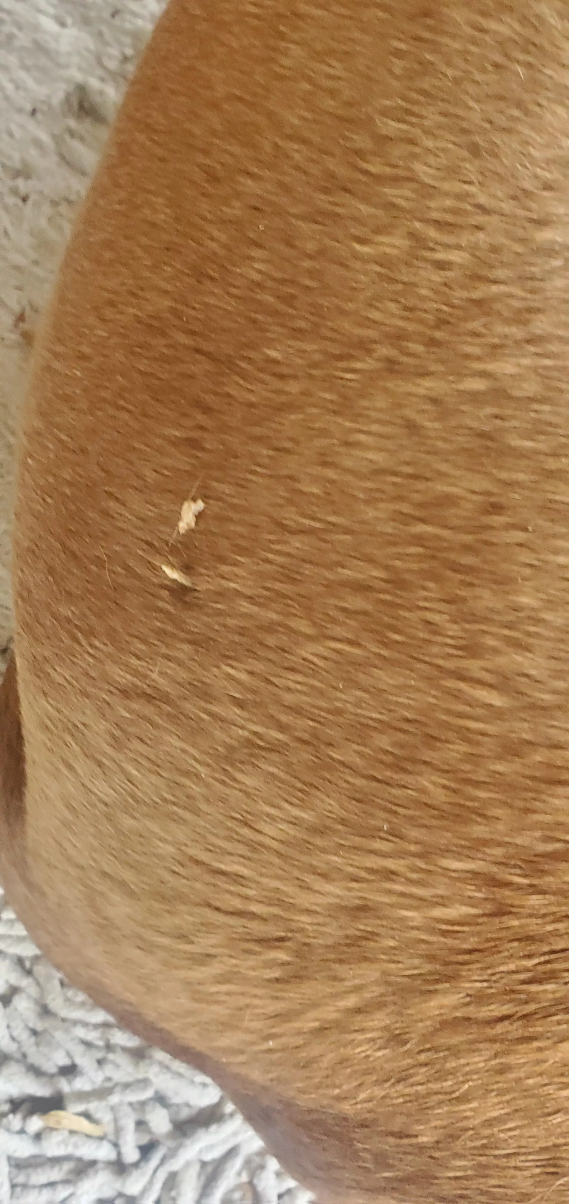 gave a little squeeze to bump on doggy's rump posted by BirdieBlack394