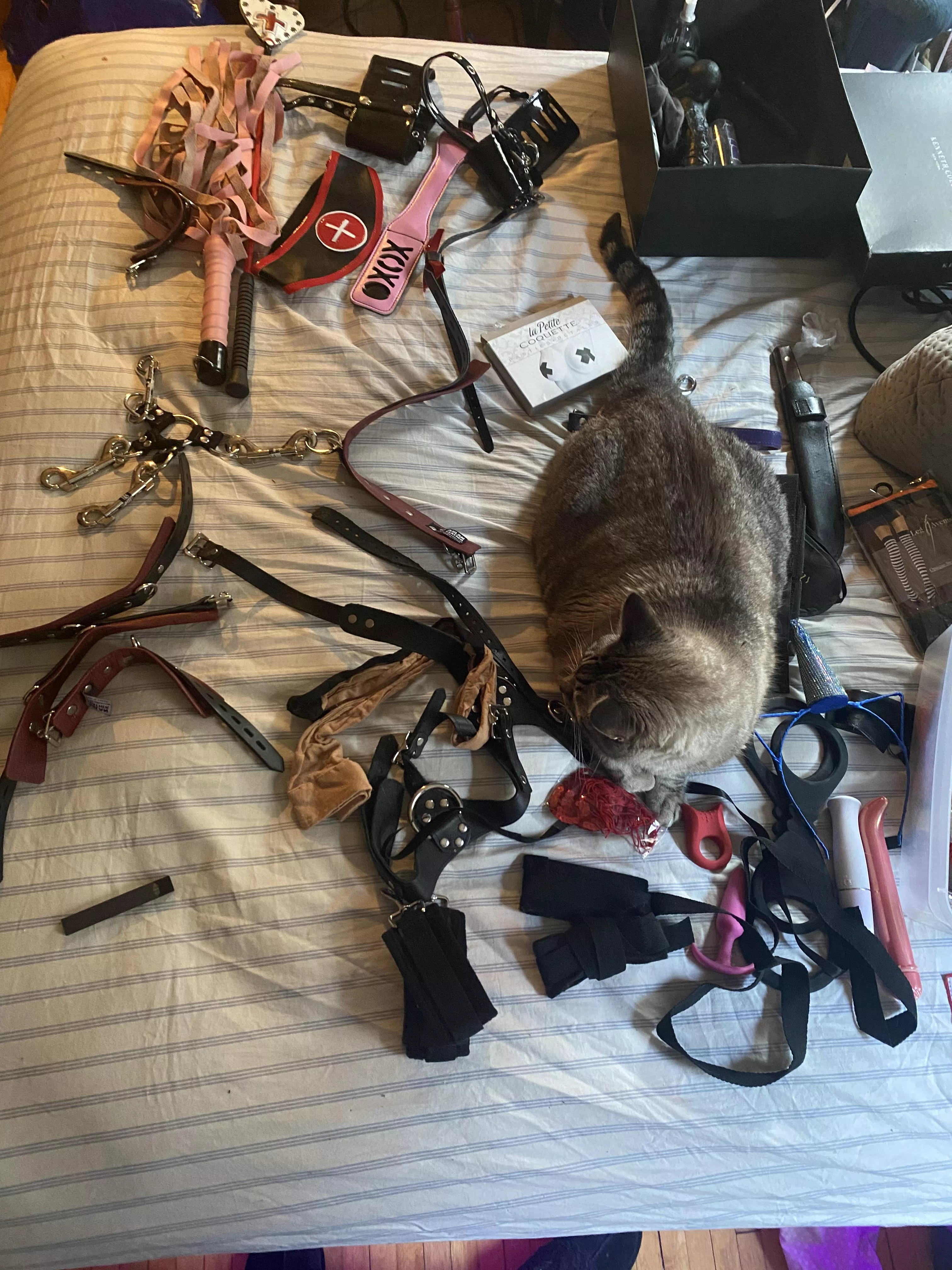Gear cleaning/organization with a cat is…something posted by Brasshearts