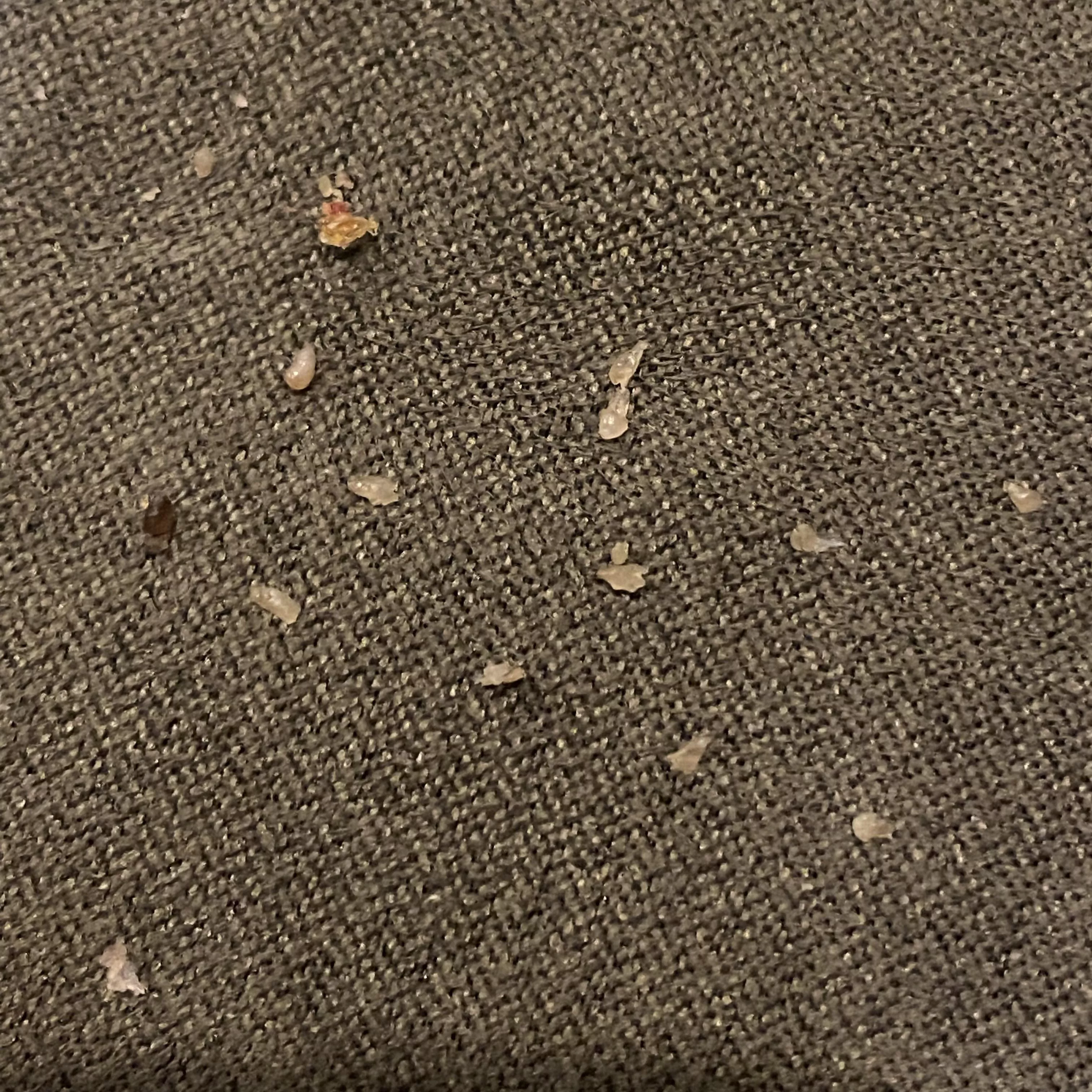 Got all of these off my chest yesterday. posted by possumanatomy