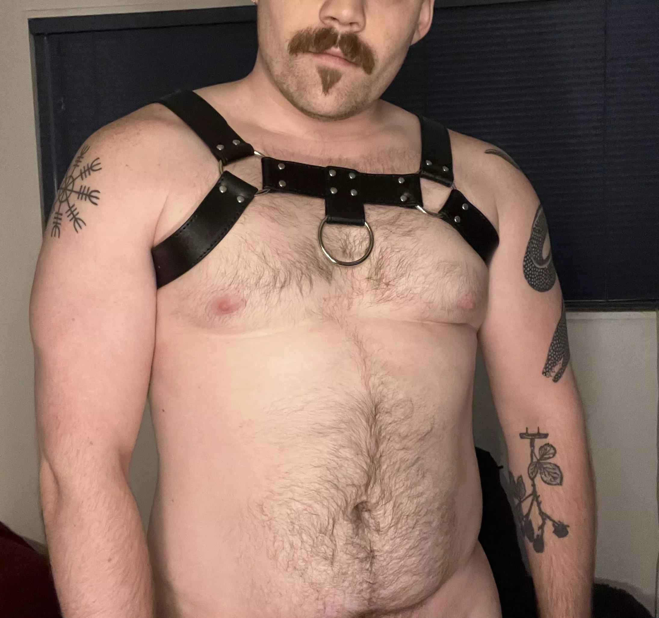 Got my first harness posted by GreysonSnake