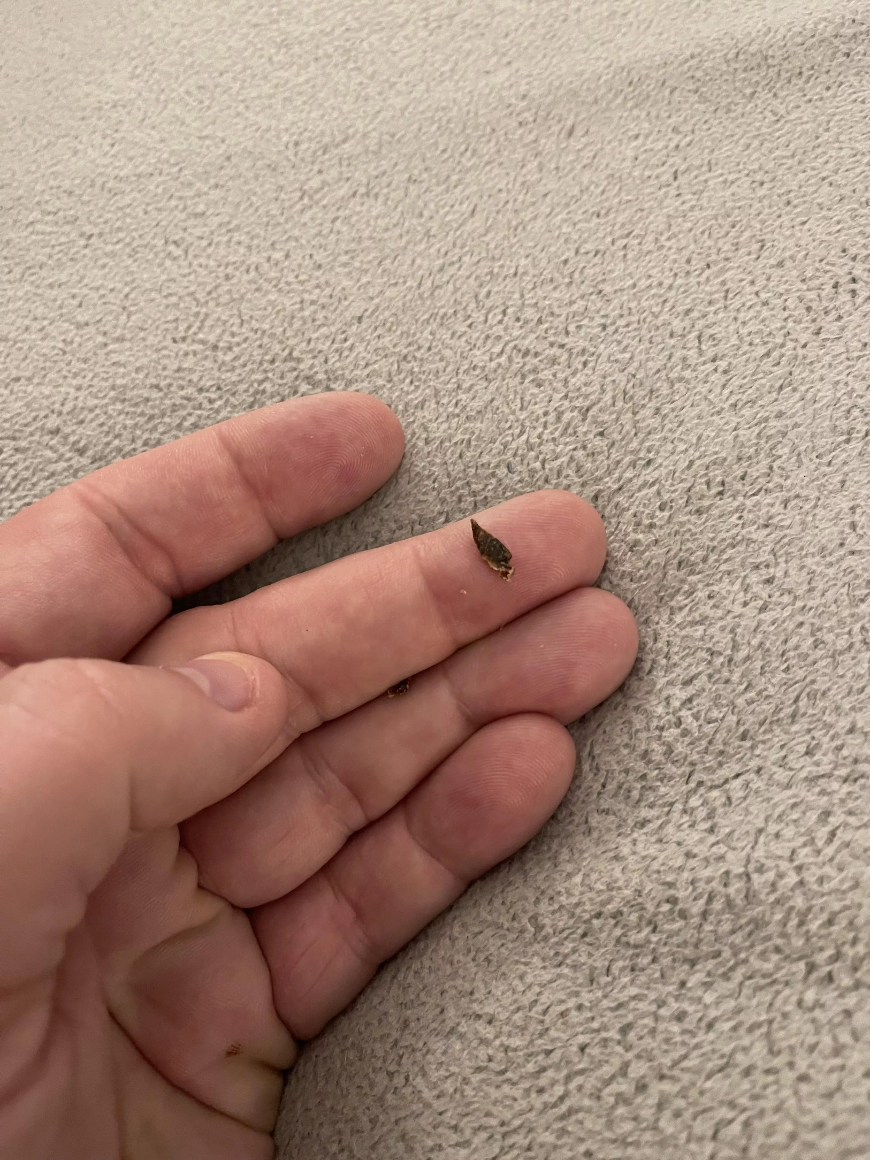 Got this out of my ear. Wish I had a video of it. posted by patriots_TB12