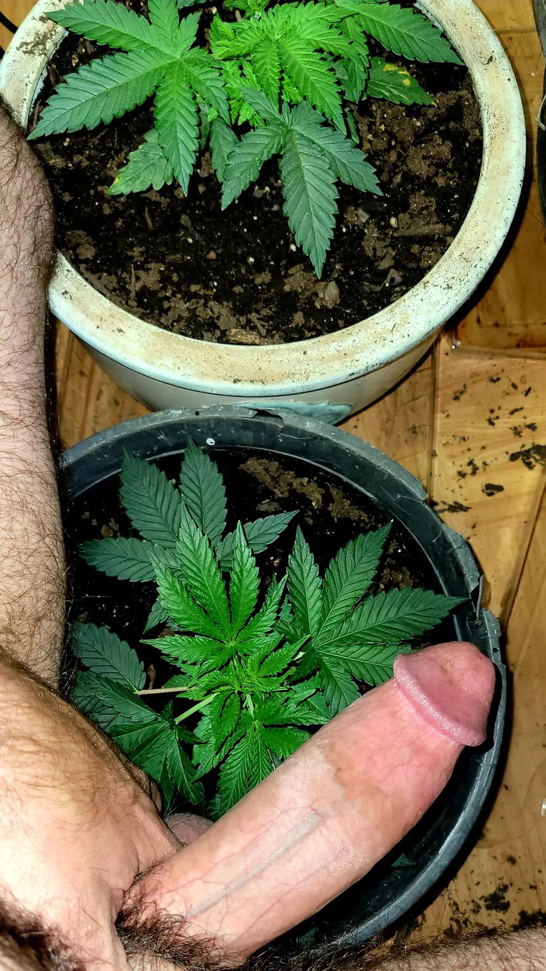 Happy belated 420 to all my fellow smoking perverts!!!! posted by MrNiCeGuY520