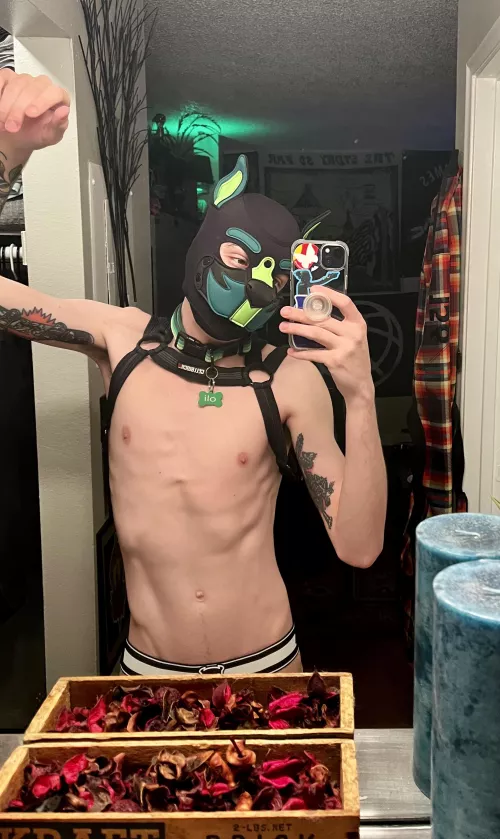 happy puppy day🐾 by OliThePup