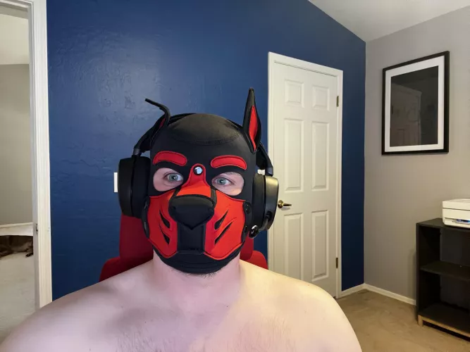 Hey all! Im Pup Signal… a simple gaming pup… by PupSignal