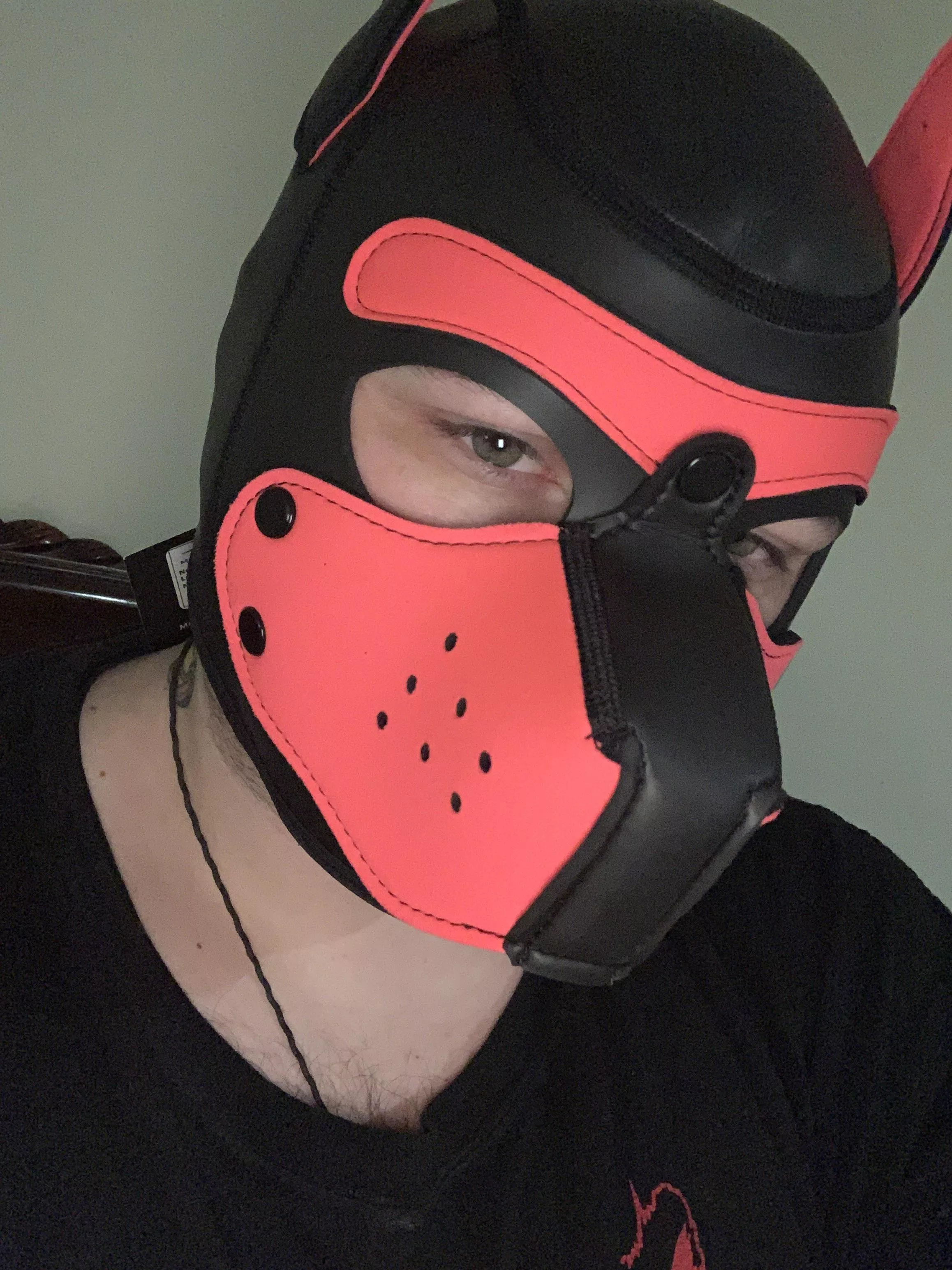Hey! I’m Candy pup. My hood just arrived today, so needless to say I’m very new. *wags* posted by Here4gheypron