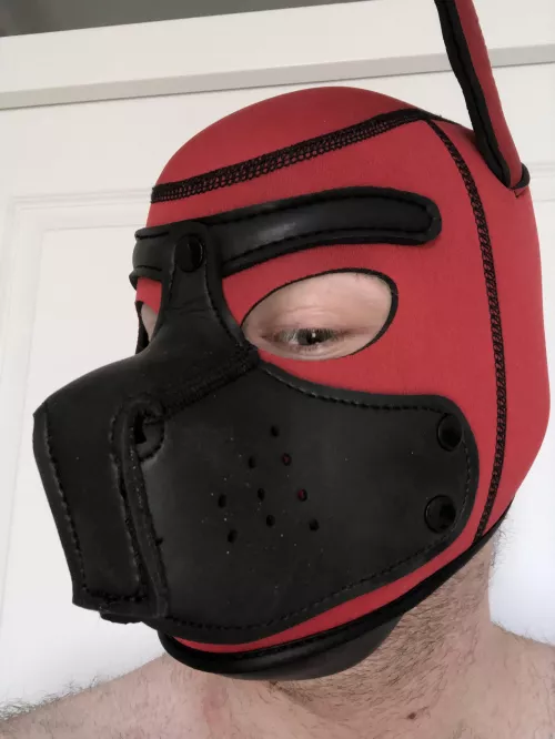 Hi! Im a shy new puppy! I don’t have an owner…. Would you be interested? by Commander_ii0087