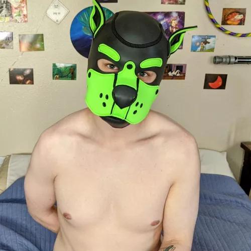 Hi, wanna be Friends? 🥺 by DoodTheDoggo