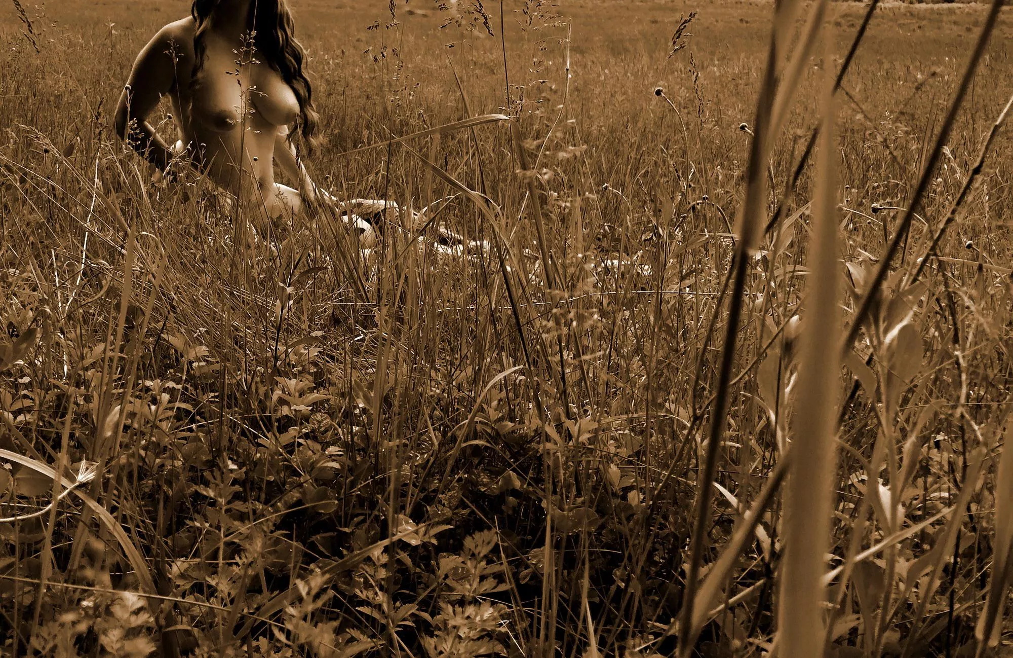 Hidden in the tall grass posted by destiny_carrot