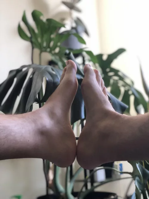 Houseplant jungle by TeeHeeFeet