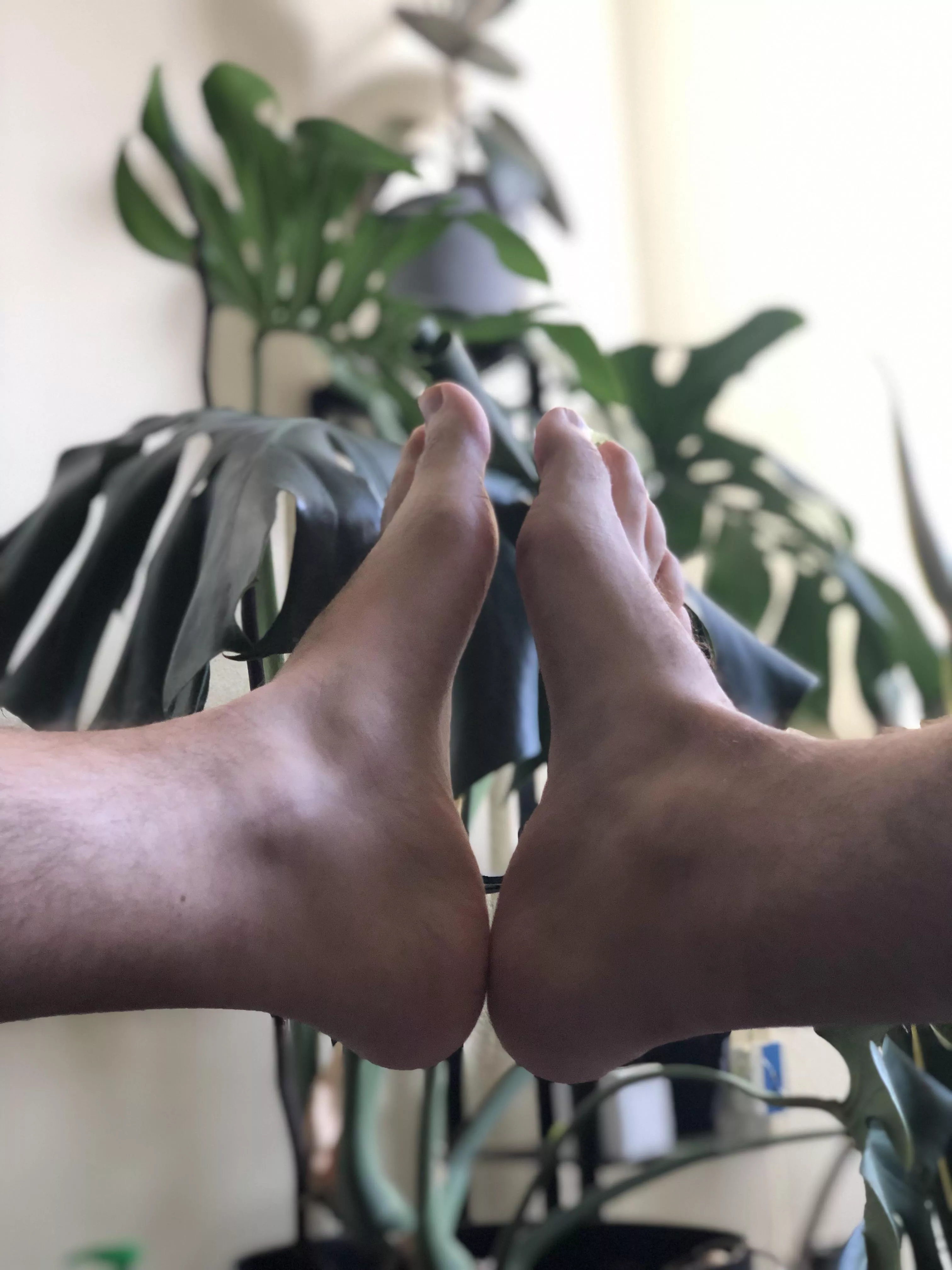 Houseplant jungle posted by TeeHeeFeet