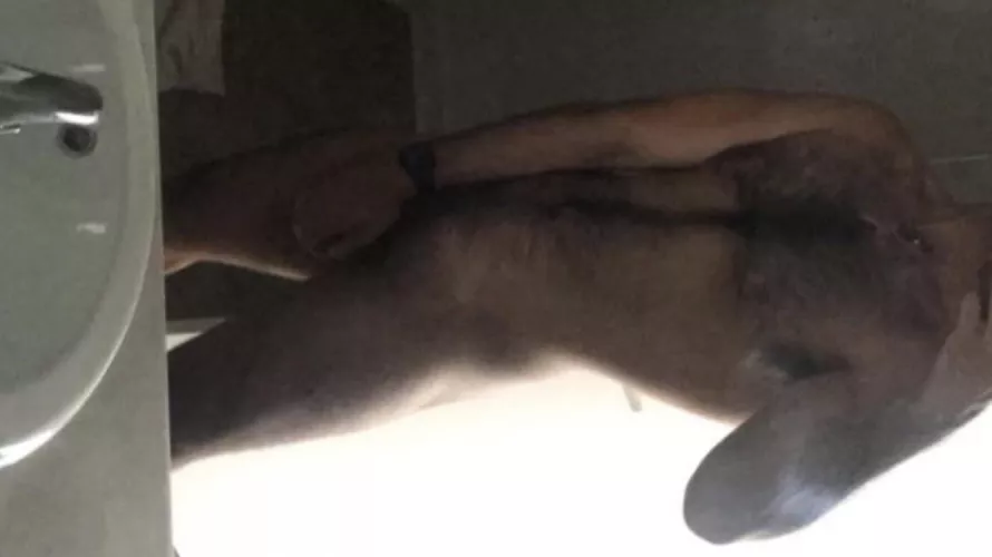 How’s my fur looking? by EmbarrassedBlock8249