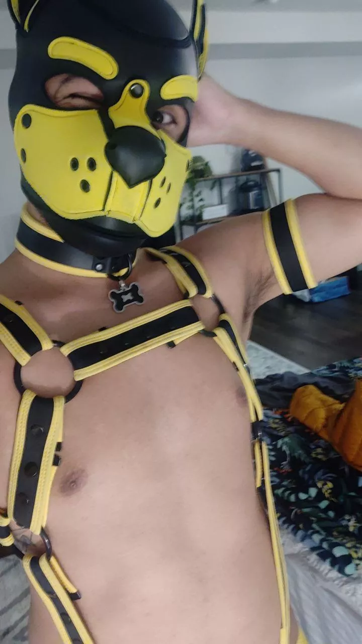 Hump day awrooorooorooo 😁😁. Can't wait for the weekend! posted by poke_pup