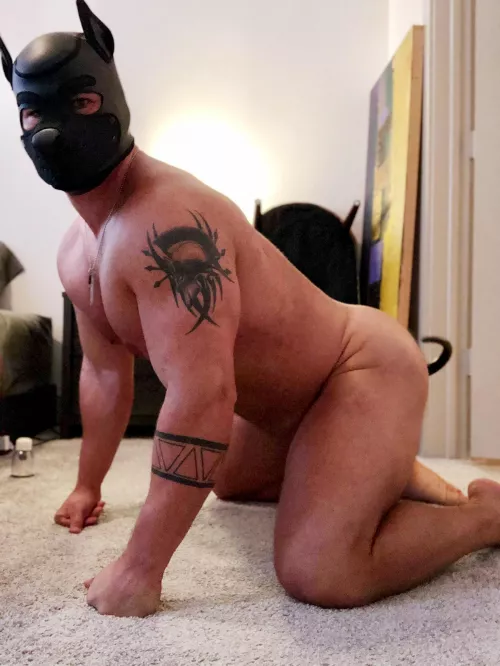 I am good pupper I promise! by the_cole_one