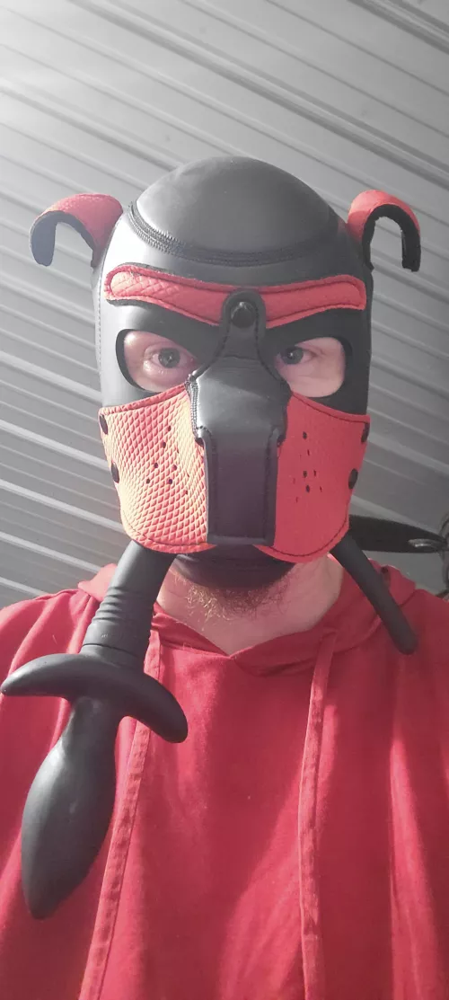 I caught my tail! I have a question for experienced pups and owners in the comments. by seogers9125