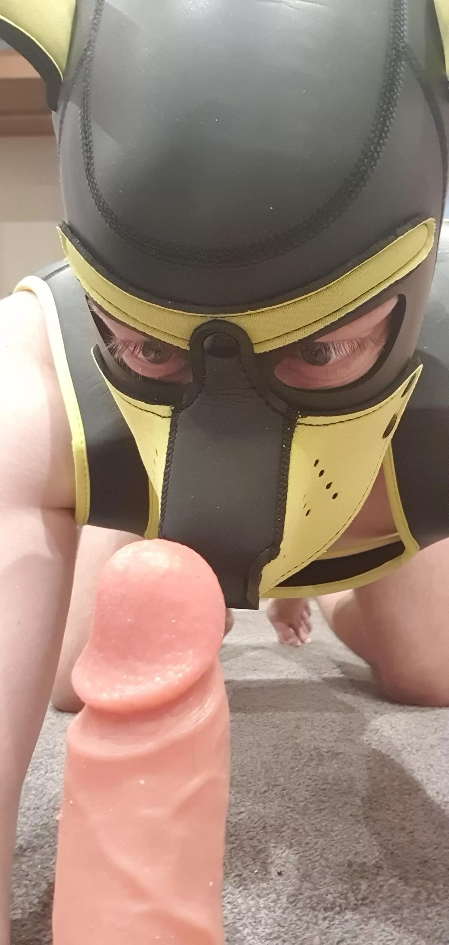 I found a toy... What should I do with it? posted by pup-xanthos