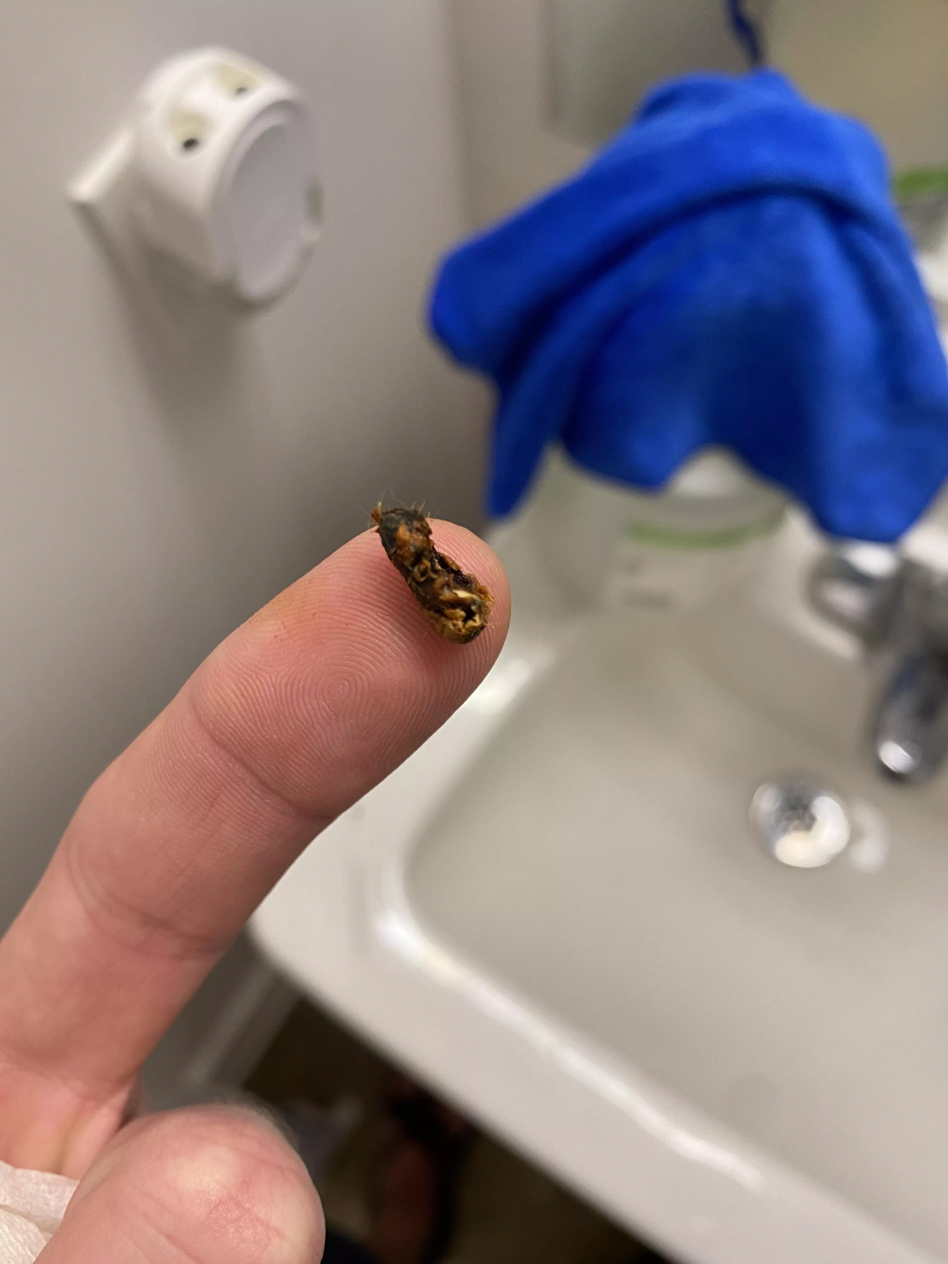 I had to share this ear wax glob with you degenerates. I can hear again! posted by BigTallFreak850